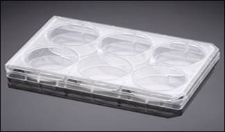美国BD PureCoat细胞培养板（6孔）|规格：6孔Amine cultureware细胞培养板 5/包，10包/箱