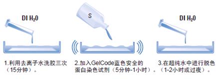 GelCode蓝色安全蛋白染色试剂