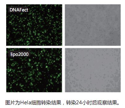 DNA Fect Transfection ReagentDNA 转染试剂